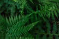 Ferns in the forest. Beautiful background of ferns green foliage leaves. Royalty Free Stock Photo