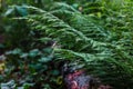 Ferns in the forest. Beautiful background of ferns green foliage leaves. Royalty Free Stock Photo