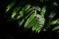Ferns in the forest  Doi Inthanon National Park  Thailand. Natural floral fern in sunlight Royalty Free Stock Photo
