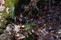 Ferns on the forest floor Royalty Free Stock Photo