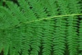 Ferns in a Forest