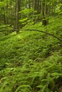 Ferns & Forest, Pink Beds Area, Pisgah NF