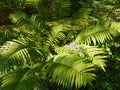 Ferns in the forest