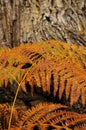 Ferns in a Forest on Tuscany Mountains in Autumn.