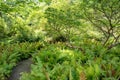 Ferns in the garden of the Hortus Botanicus.