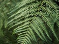 Close up fern leaves in soft light with blurred background Royalty Free Stock Photo