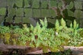 Ferns and green moss on a wall. Royalty Free Stock Photo