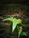 Ferns or ferns are a group of plants that have a true vascular system Royalty Free Stock Photo