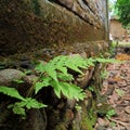 ferns are a group of plants with a true vascular system Royalty Free Stock Photo