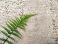 Ferns, ferns, or ferns are a group of plants with a true vascular system. Royalty Free Stock Photo