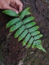 ferns are a group of plants with a true vascular system Royalty Free Stock Photo