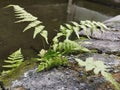 Ferns or ferns are a group of plants with a true vascular system but which never produce seeds Royalty Free Stock Photo