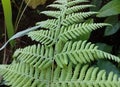 Ferns are a group of vascular plants that reproduce using spores. Royalty Free Stock Photo