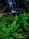 Ferns growing around the waterfall Royalty Free Stock Photo