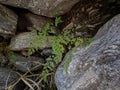 Ferns at nature reserve in Merlo, San Luis Argentina