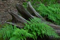 Ferns growing around the roots of a fallen tree Royalty Free Stock Photo