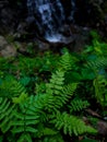 Ferns growing around the waterfall Royalty Free Stock Photo