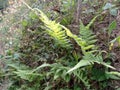 Ferns growing on the cliff