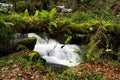 Ferns growing on falled log, with moving water behind