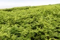Ferns growing high on Great Saltee,