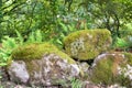 Ferns growing on the rocks in the forest. Royalty Free Stock Photo
