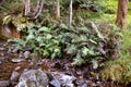 Ferns growing beside a small rocky stream