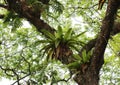 Ferns growing on top a tree in a tropical forest.