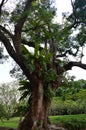 Ferns growing on trees at Singapore Botanical Gardens