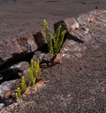 Ferns growing in volcanic rock