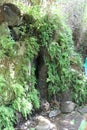 Ferns on a Rock, Tel Dan River Nature Reserve, North Israel Royalty Free Stock Photo