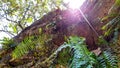 Ferns growth like parasite on the little rock cliff