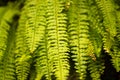 Ferns hanging Royalty Free Stock Photo