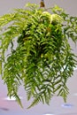 Ferns hanging Royalty Free Stock Photo