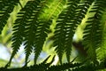 Ferns