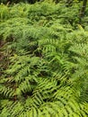 Ferns have green and pointed leaves