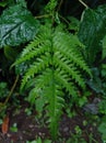 Ferns have jagged and unique leaves