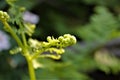 Ferns just unrolling their fronds