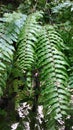 Ferns leave in tropical green garden Royalty Free Stock Photo