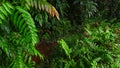 Ferns and leaves in the forest, Kalimantan. Beautiful fern leaves behind green foliage.