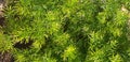 Ferns leaves