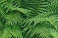 Ferns leaves green foliage in soft colors background surface