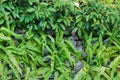 Ferns leaves green plant and stone in the garden, Rocks and plants texture background