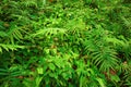 Ferns leaves and other tropical plants natural texture