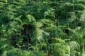 Ferns, lichens and moss live on pine tree. It is the survival of the natural phenomenon of symbiosis part 2 Royalty Free Stock Photo