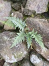 ferns that live in rock crevices Royalty Free Stock Photo