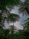 Ferns, the lush and ancient guardians of the forest floor, their delicate fronds a testament to nature's enduring elegance