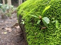 Ferns, moss and a fertile forest floor.