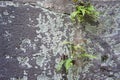 Ferns and Moss Growing on a Concrete Wall Royalty Free Stock Photo