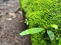 Ferns and moss plants that thrive on sandrock. Royalty Free Stock Photo