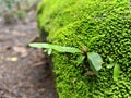 Ferns, moss and sandstone signifies a fertile moist environment.